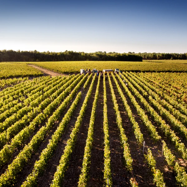 Les Eclats de Branas 2016 - Moulis en médoc