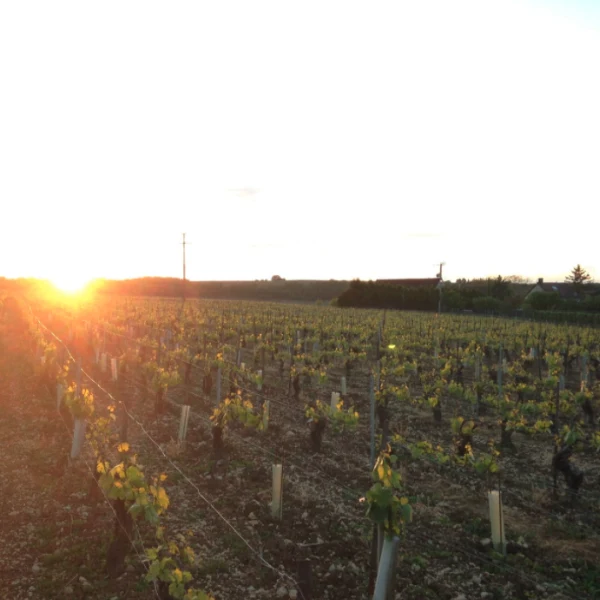 Domaine Gueguen - Bourgogne Aligoté