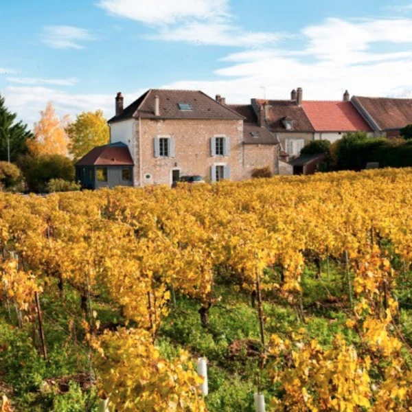 Domaine Gueguen - Chablis 2018 - Cuvée 1975