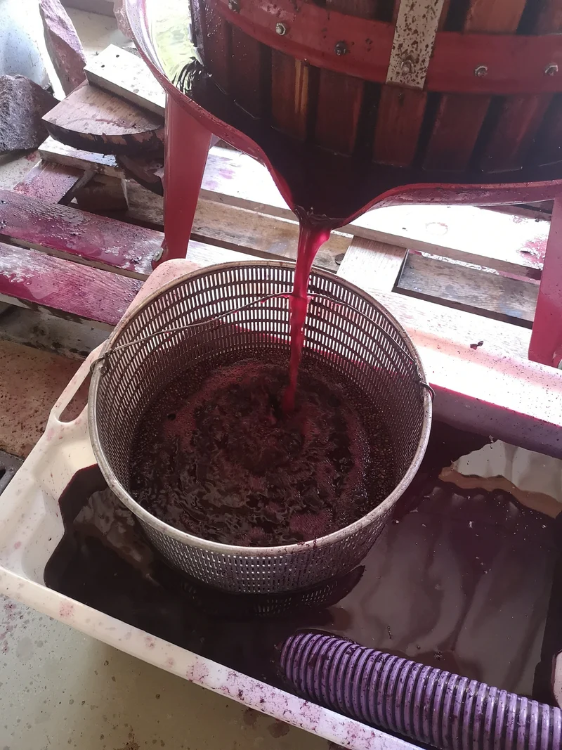 Evidence 2022 Syrah - AOC Ventoux Rouge HVE