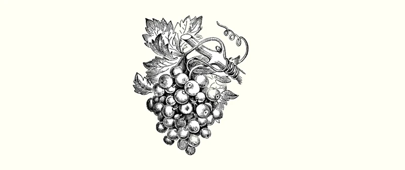 Coffret Collector « Ex Uva Vinum »