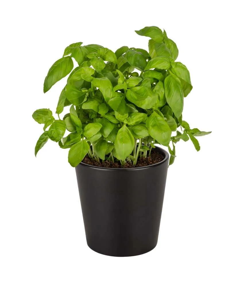 Cache pot - Kuro