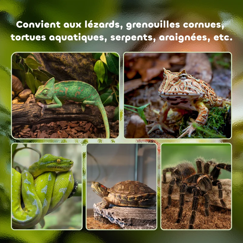 Boîte à reptiles terrarium 50 x 30 x 35 cm ventilation optimale thermomètre inclus moderne épuré en verre trempé noir 21_0007829
